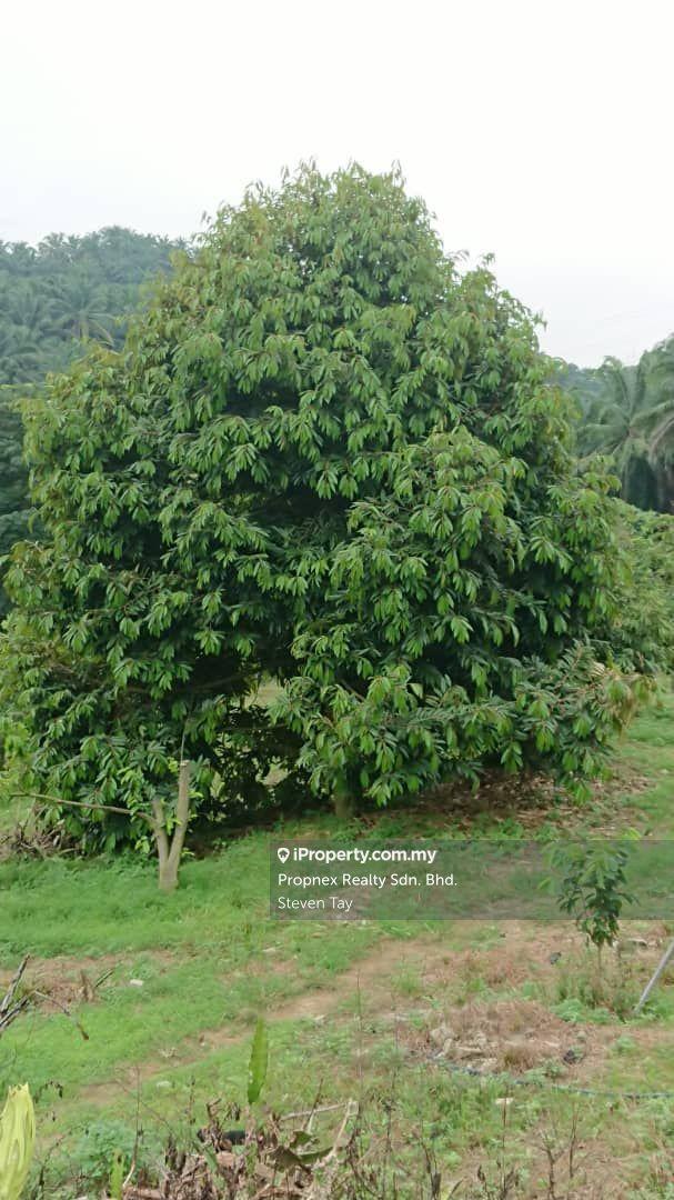 Agricultural Land for Sale in Seremban, Rembau by Steven Tay - iProperty.com.my