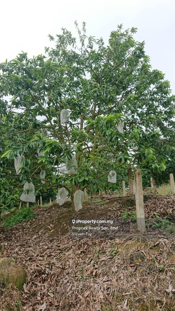 Agricultural Land for Sale in Seremban, Rembau by Steven Tay - iProperty.com.my