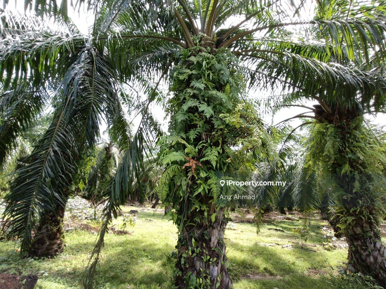 Tanah Pertanian untuk Dijual di Tanjung Sepat, Sepang oleh Aziz Ahmad - iProperty.com.my