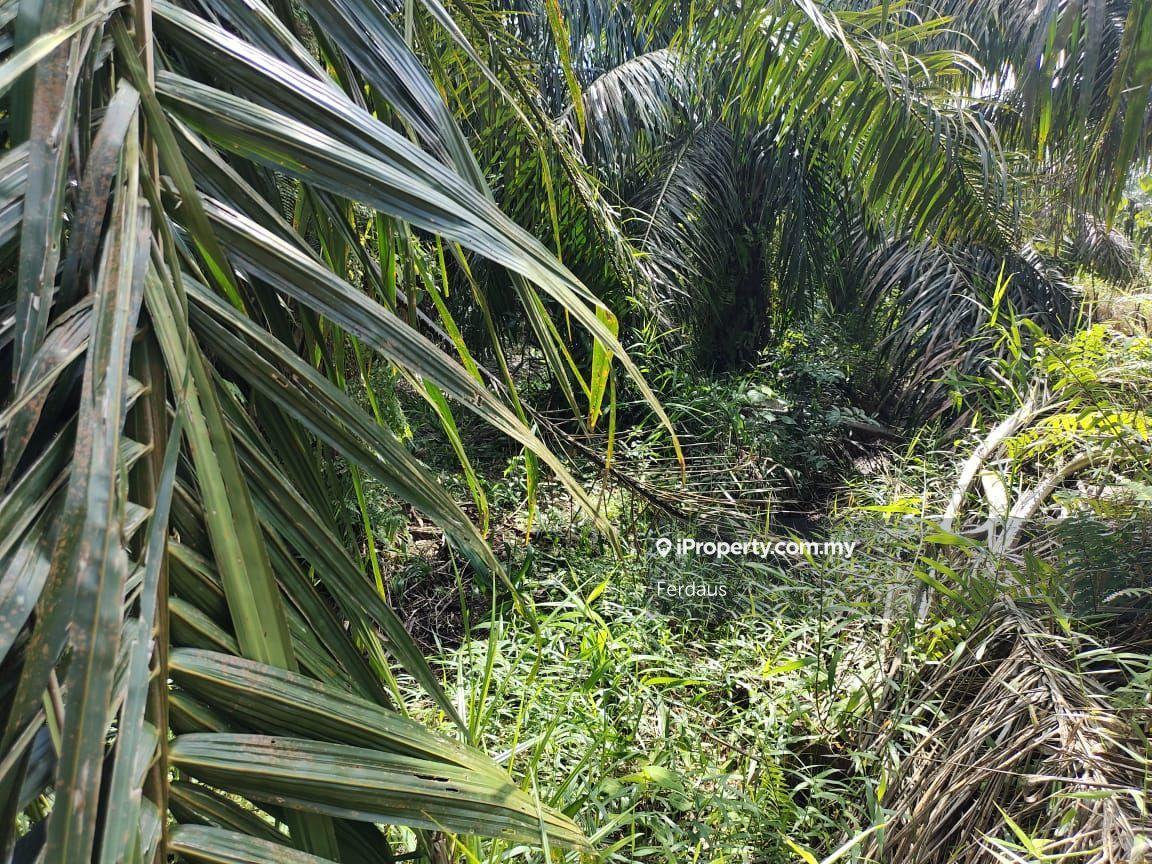 Tanah Pertanian untuk Dijual di Parit Raja, Sri Gading oleh Ferdaus - iProperty.com.my