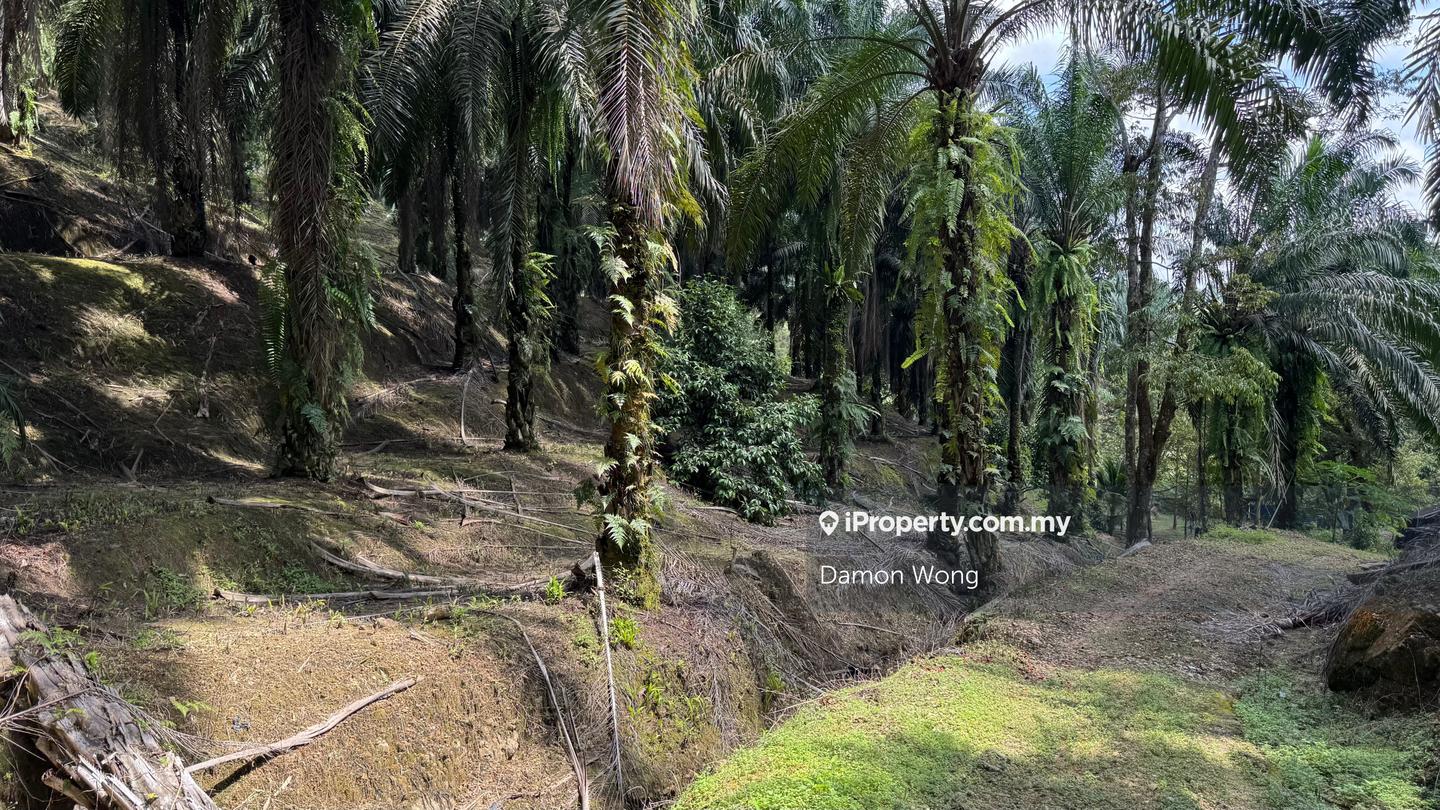 Tanah Pertanian untuk Dijual di Cheroh, Raub oleh Damon Wong - iProperty.com.my