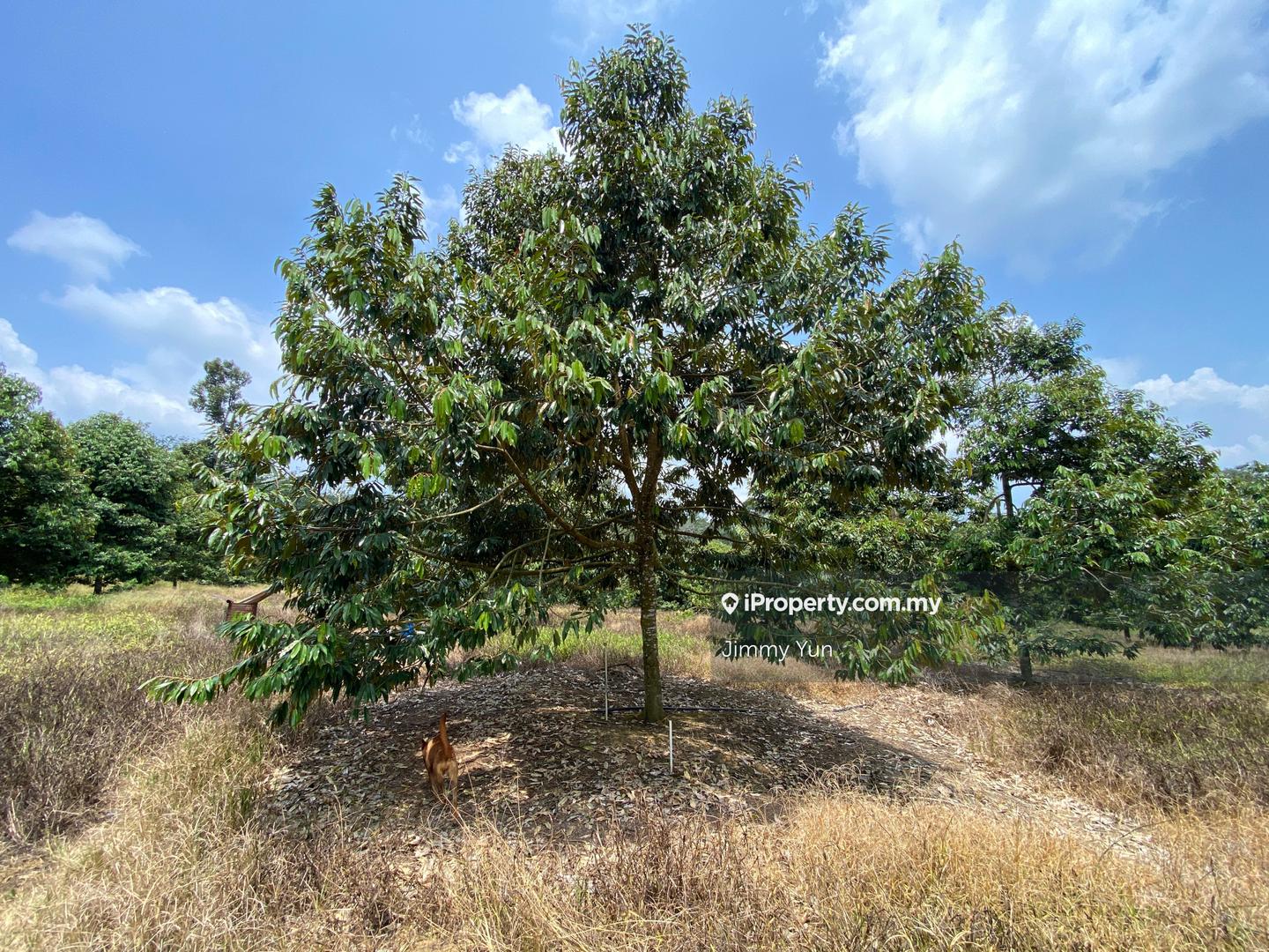 Tanah Pertanian untuk Dijual di Durian Farm For Sale, Titi , Negeri Sembilan, Titi oleh Jimmy Yun - iProperty.com.my
