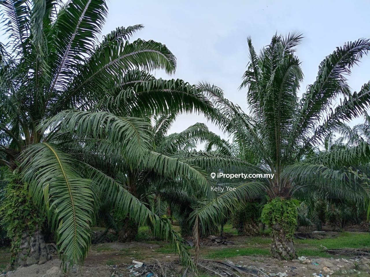 Agricultural Land for Sale in Nibong Tebal, Penang by Kelly Yee - iProperty.com.my