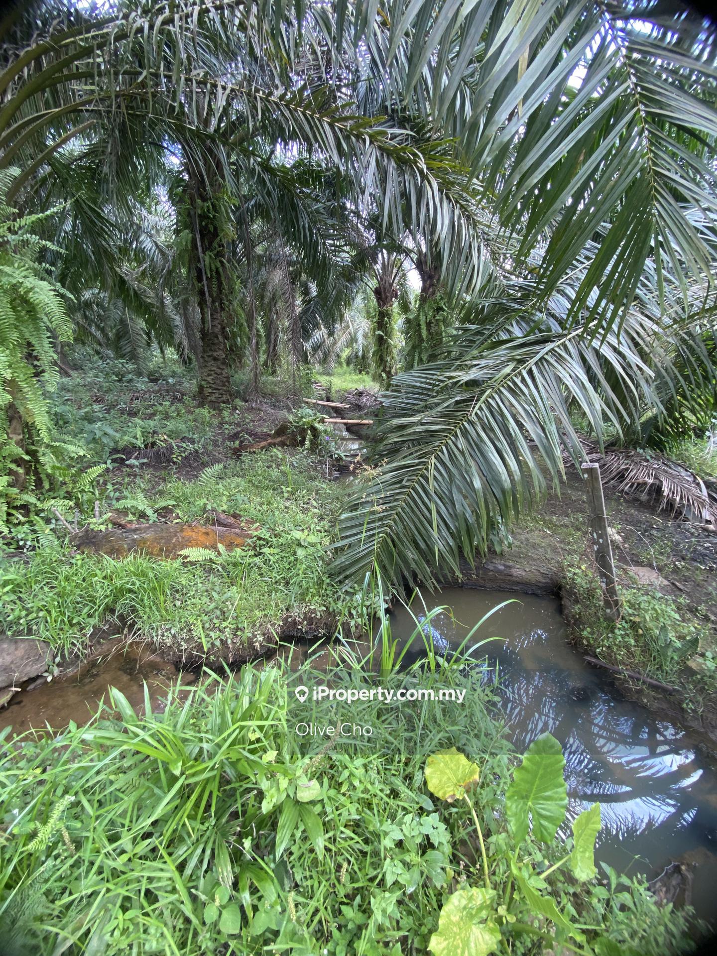 Agricultural Land for Sale in Kapar, Klang by Olive Cho - iProperty.com.my