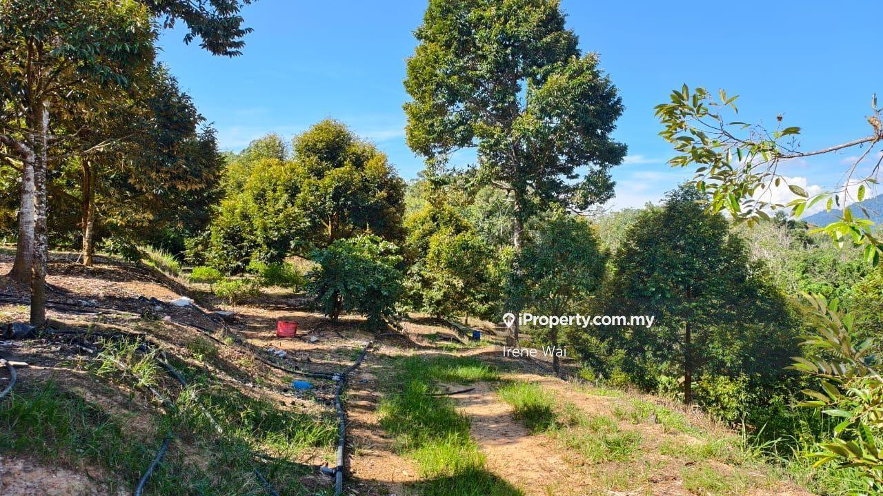 Tanah Pertanian untuk Dijual di Freehold Durian Farm with stream for Sales, Lenggong oleh Irene Wai - iProperty.com.my