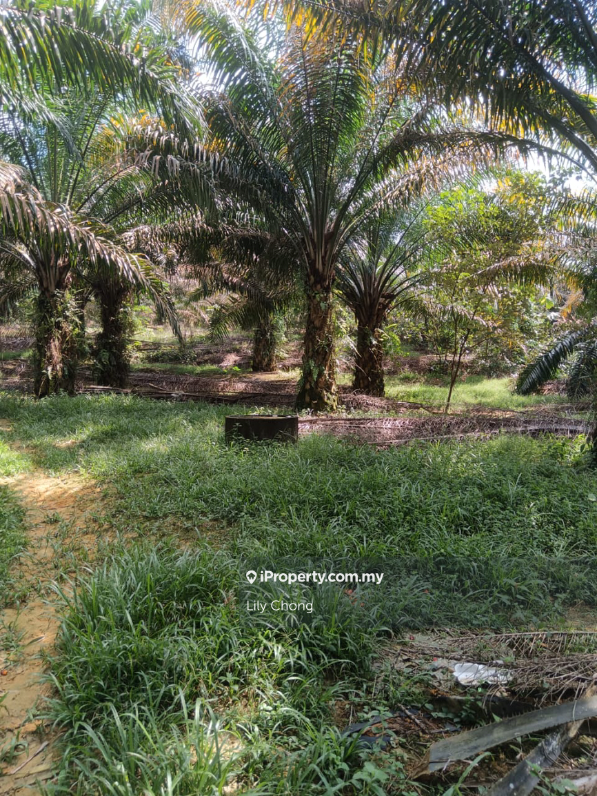 Agricultural Land for Sale in Bidor, Perak by Lily Chong - iProperty.com.my