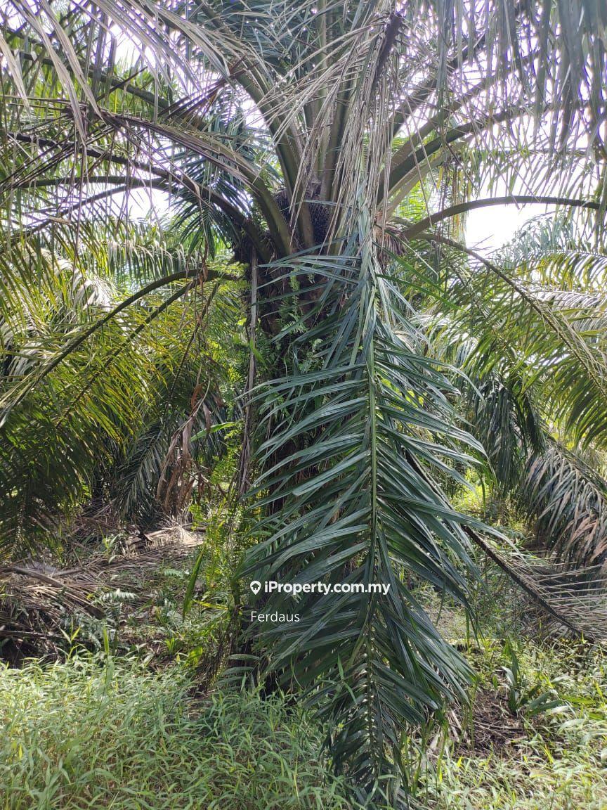 Tanah Pertanian untuk Dijual di Parit Raja, Sri Gading oleh Ferdaus - iProperty.com.my