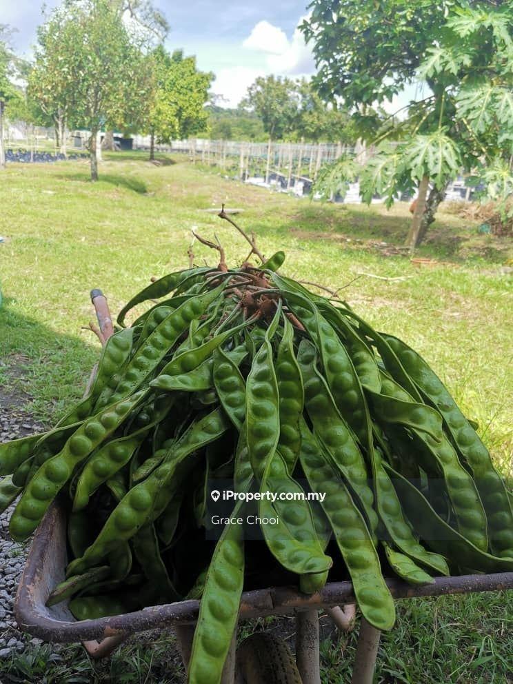 Agricultural Land for Sale in Mantin, Mantin by Grace Chooi - iProperty.com.my