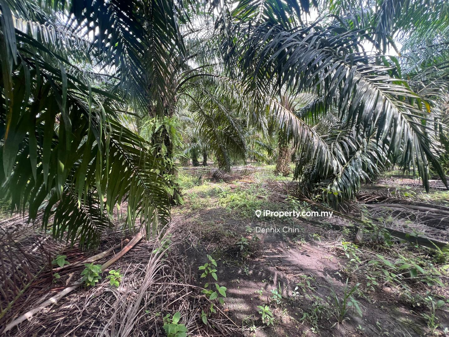 Agricultural Land for Sale in Jeram, Kuala Selangor by Dennix Chin - iProperty.com.my