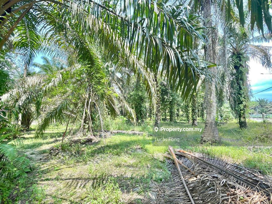 Tanah Pertanian untuk Disewa di Tapah Main Road Frontage Land, Tapah oleh Lucas Fong - iProperty.com.my