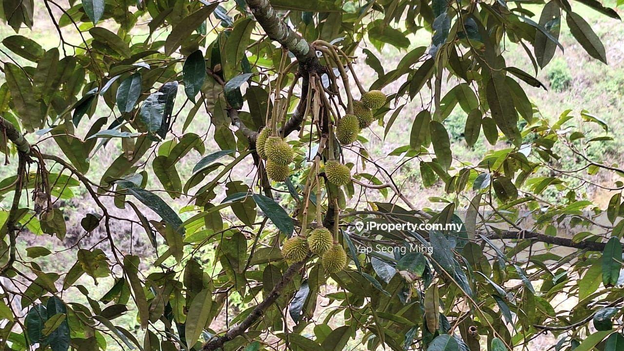 Tanah Pertanian untuk Dijual di Kenaboi, Kenaboi oleh Yap Seong Ming - iProperty.com.my