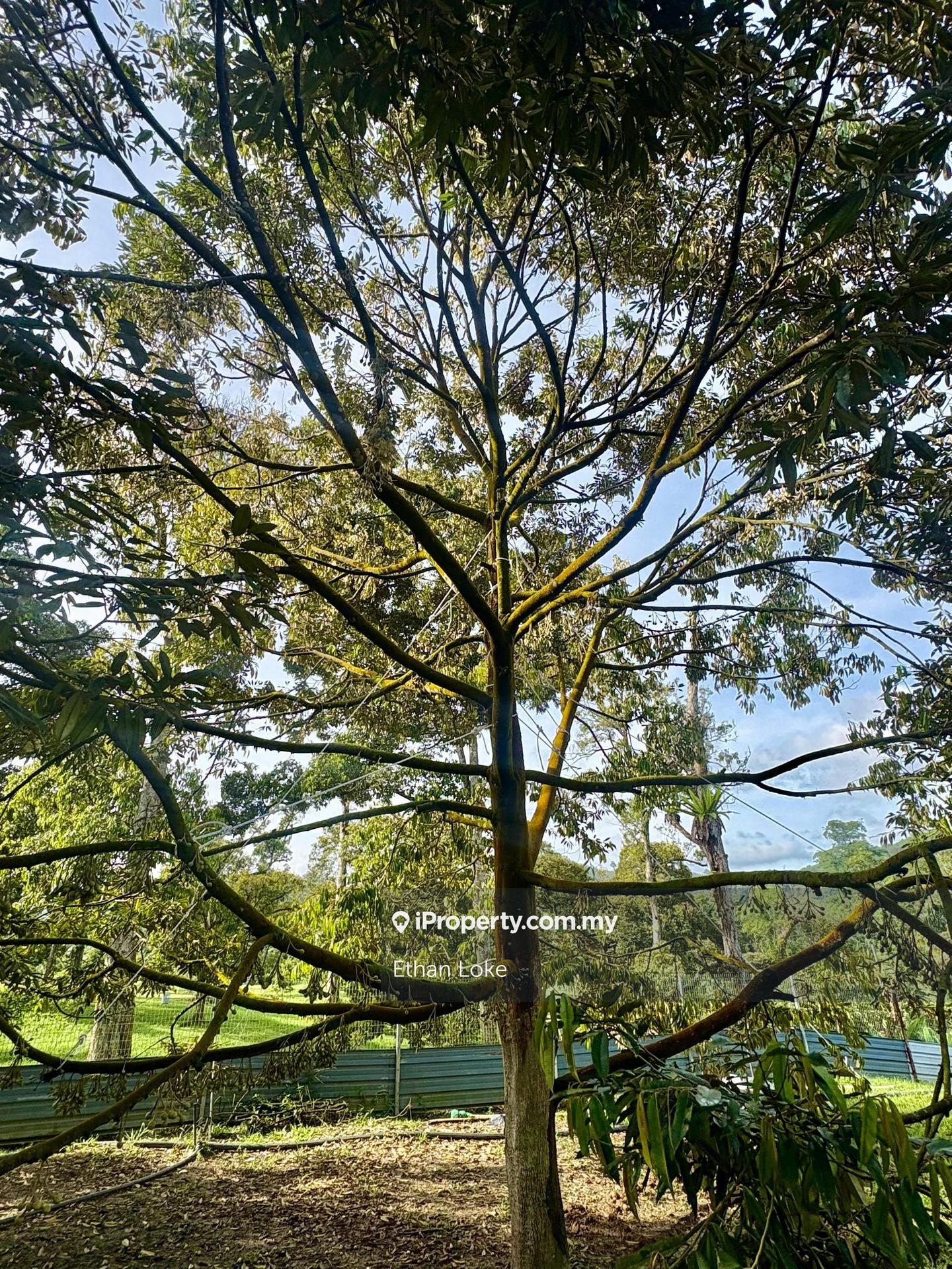 Agricultural Land for Sale in Durian Land 3.5 acre @ Karak Pahang, Karak by Ethan Loke - iProperty.com.my