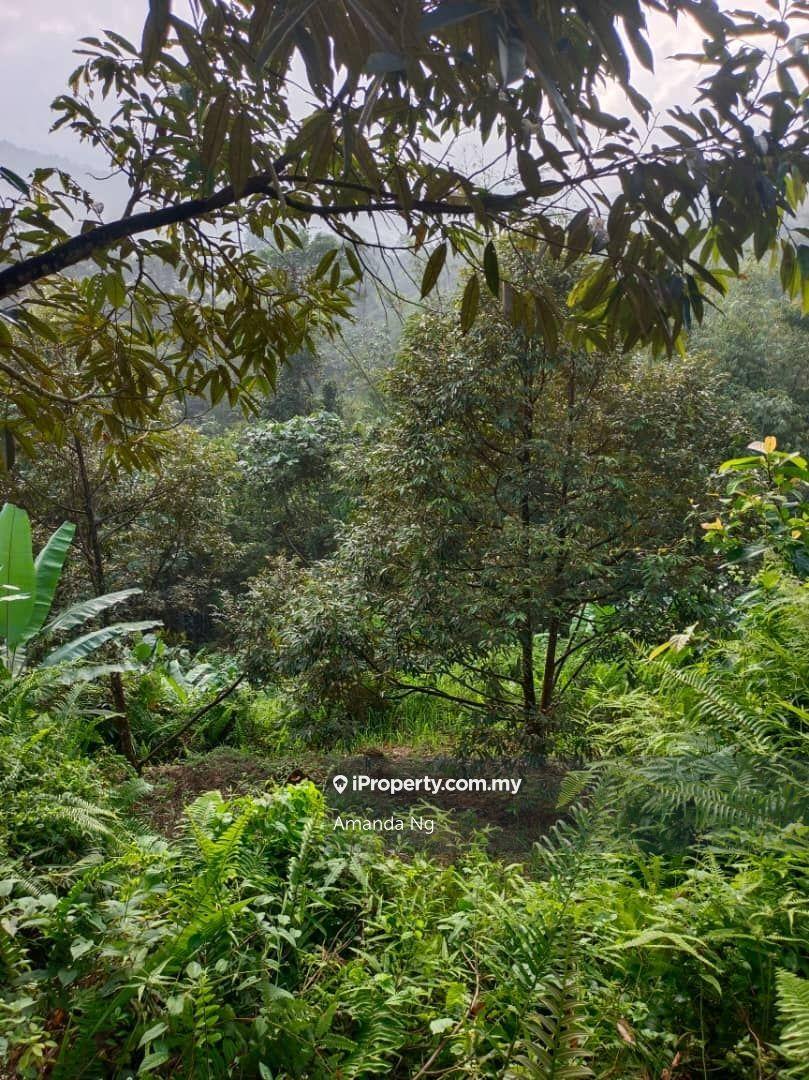 Agricultural Land for Sale in Kuala Lipis mukim penjom, Kuala Lipis by Amanda Ng - iProperty.com.my
