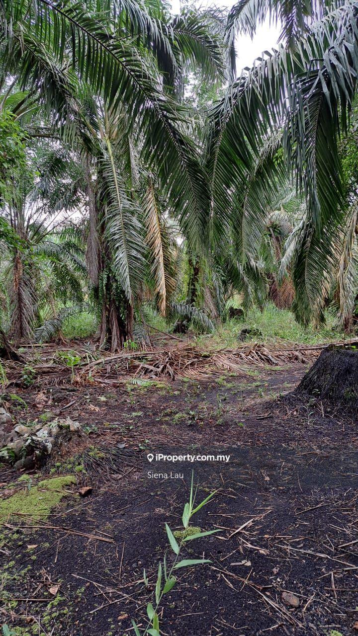 Tanah Pertanian untuk Dijual di Kampung Parit Panjang, Ayer Baloi oleh Siena Lau - iProperty.com.my
