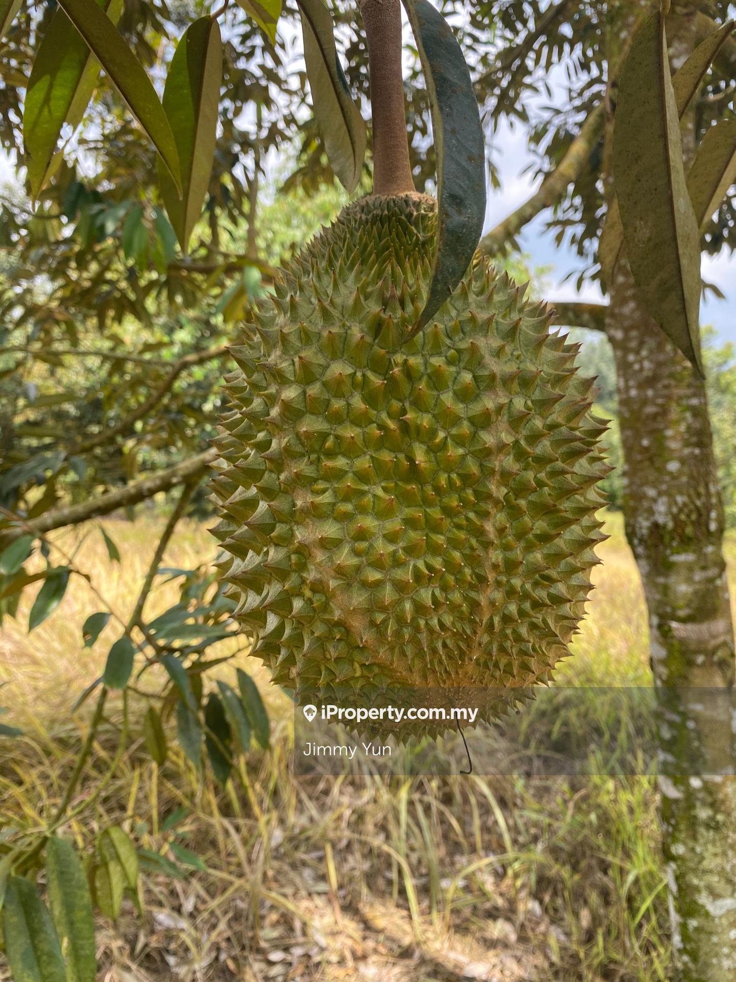 Agricultural Land for Sale in Durian farm for sale Titi , Negeri Sembilan, Titi by Jimmy Yun - iProperty.com.my