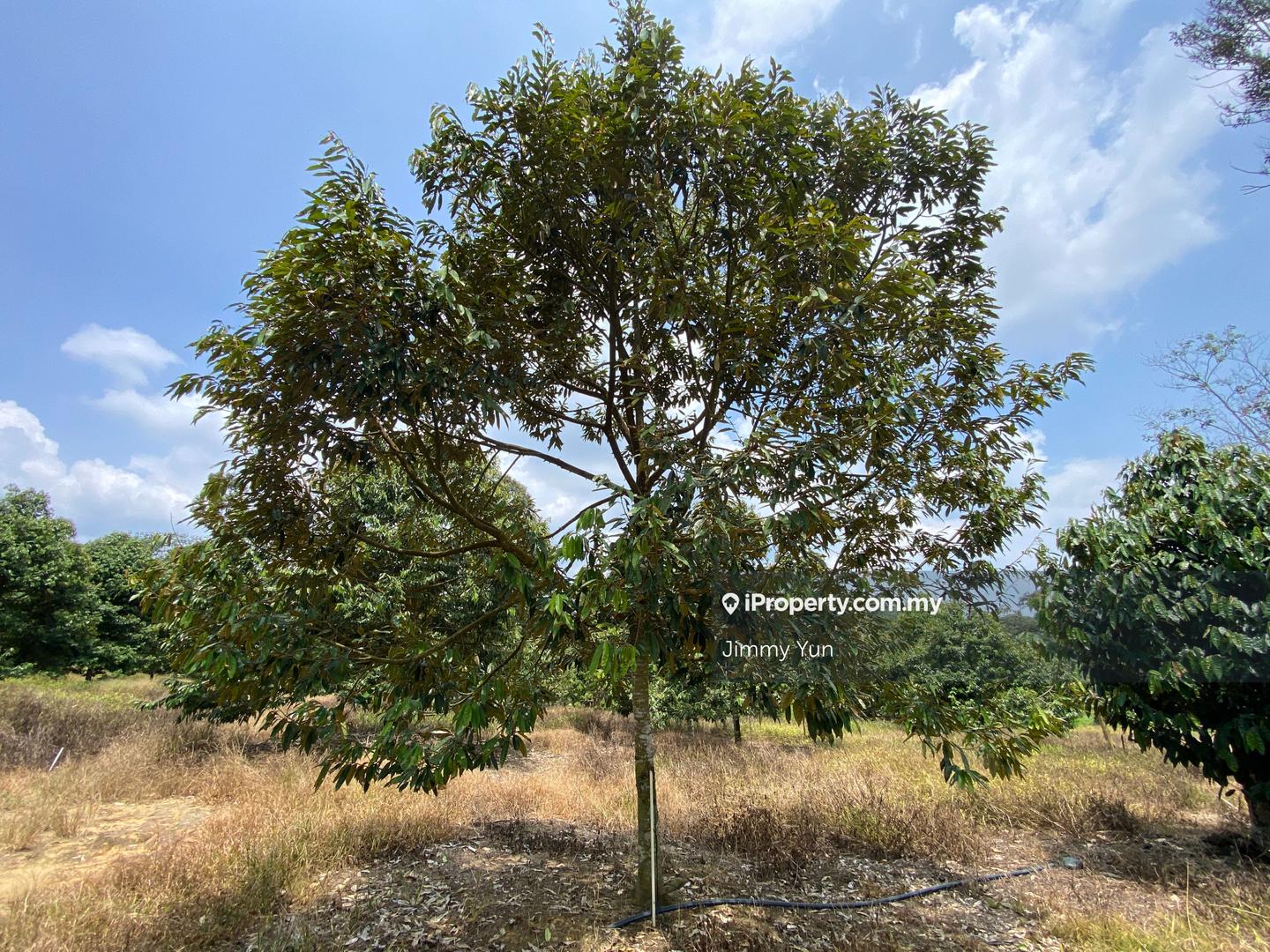 Agricultural Land for Sale in Durian farm for sale Titi , Negeri Sembilan, Titi by Jimmy Yun - iProperty.com.my