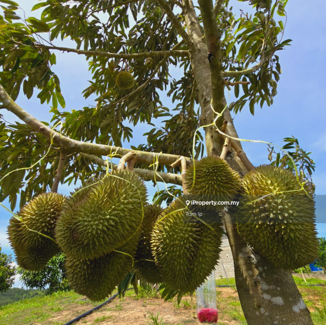 Agricultural Land for Sale in Taman Kluang Barat, Kluang by Tom Ip - iProperty.com.my