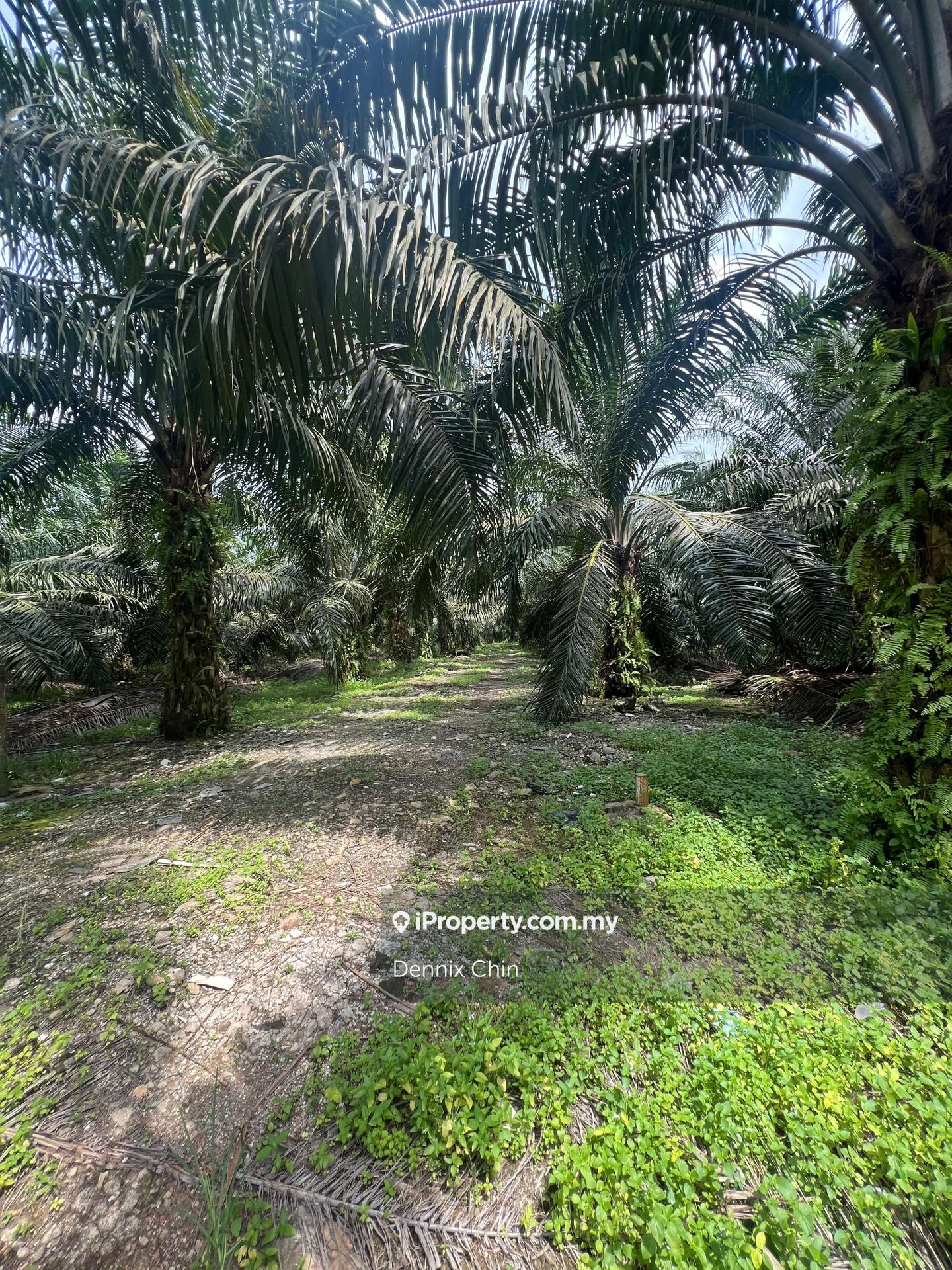 Agricultural Land for Sale in Jeram, Kuala Selangor by Dennix Chin - iProperty.com.my