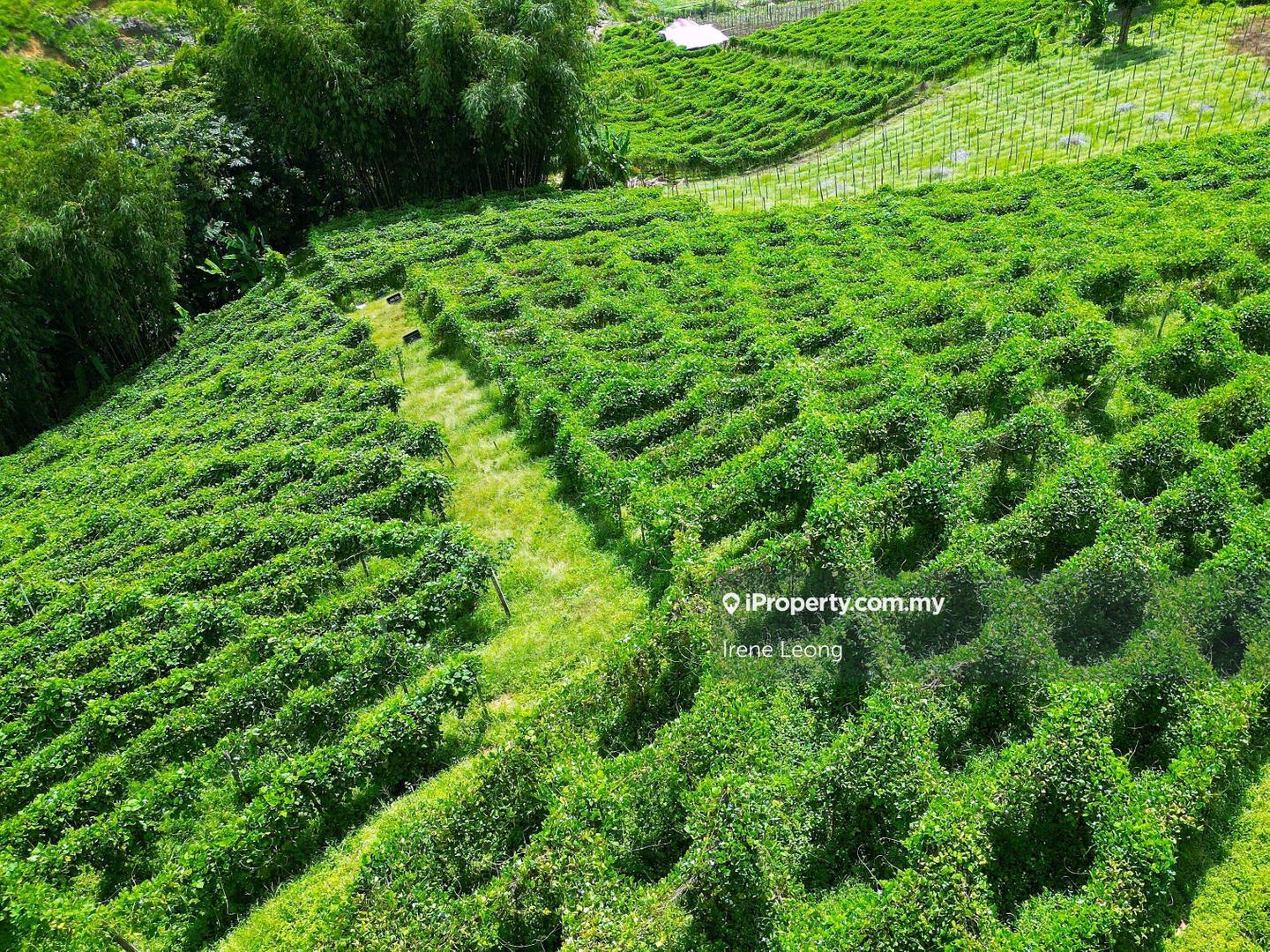 Agricultural Land for Sale in Genting Highlands, Bentong by Irene Leong - iProperty.com.my