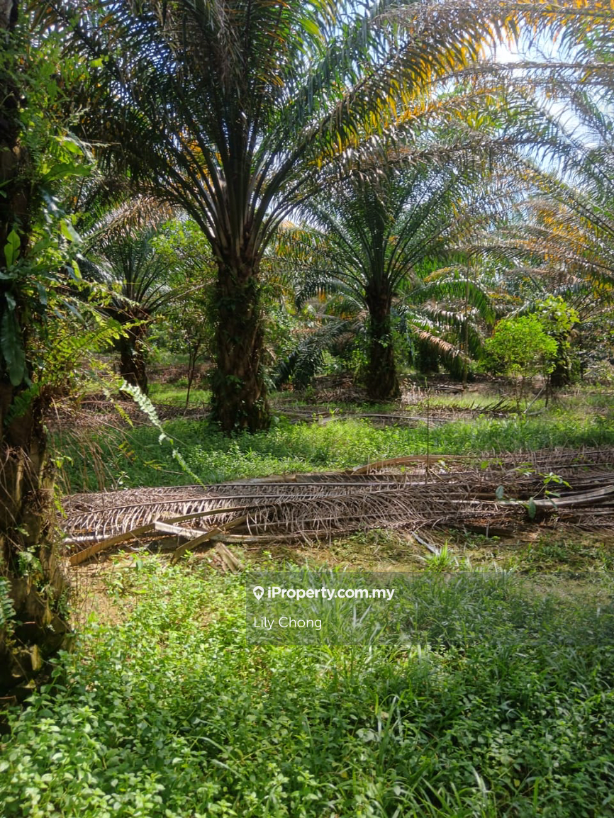 Agricultural Land for Sale in Bidor, Perak by Lily Chong - iProperty.com.my