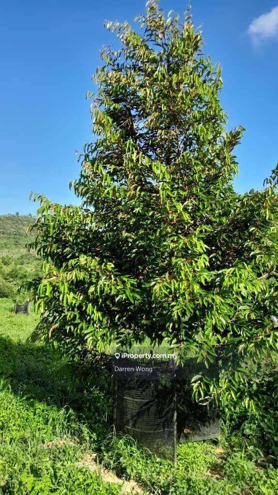 Tanah Pertanian untuk Dijual di Kampung Semerbok, Semerbok oleh Darren Wong - iProperty.com.my