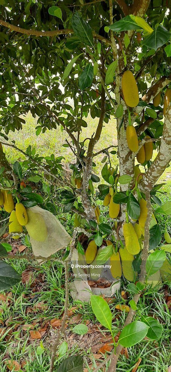 Tanah Pertanian untuk Dijual di Kenaboi, Kenaboi oleh Yap Seong Ming - iProperty.com.my