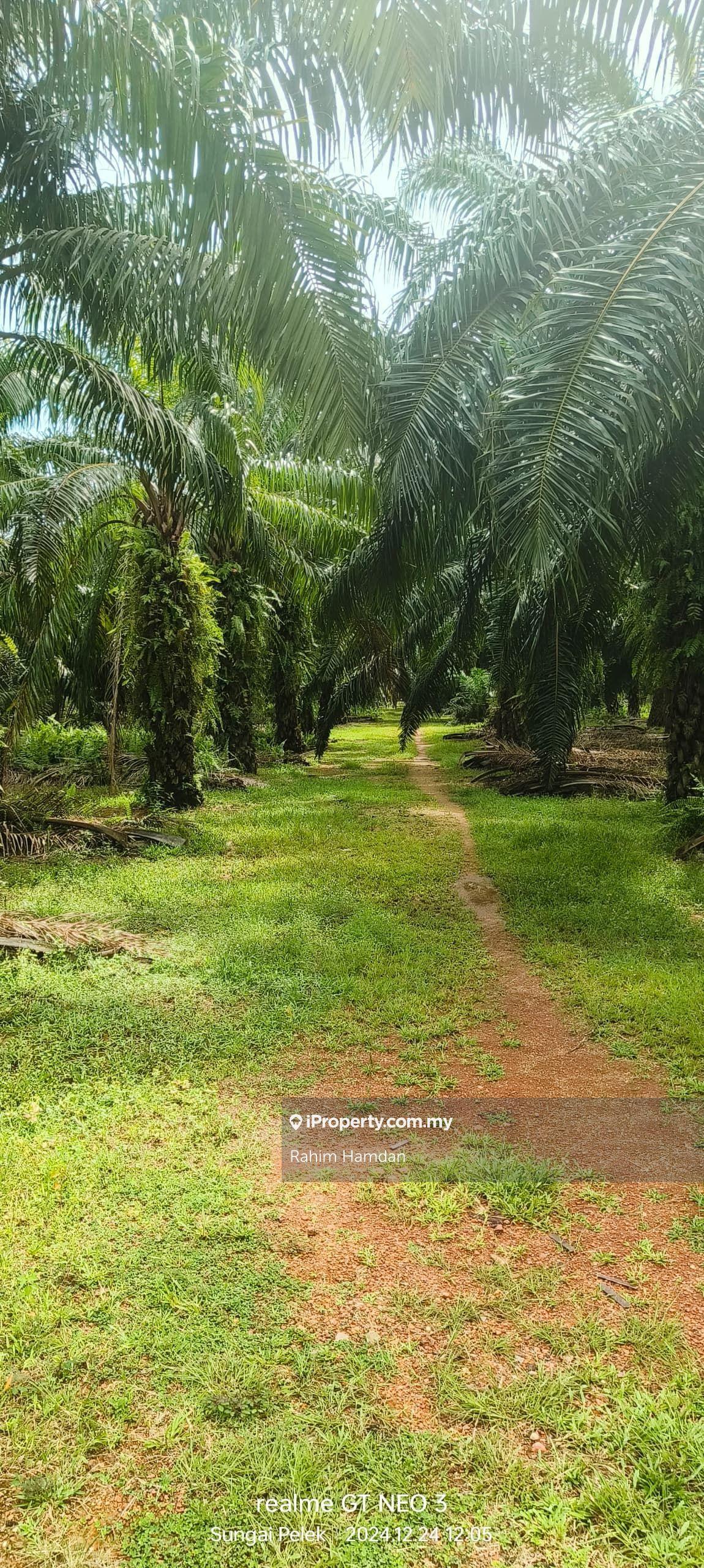 Agricultural Land for Sale in Jalan Utama Batu 2, Sungai Pelek, Sepang, Sungai Pelek by Rahim Hamdan - iProperty.com.my