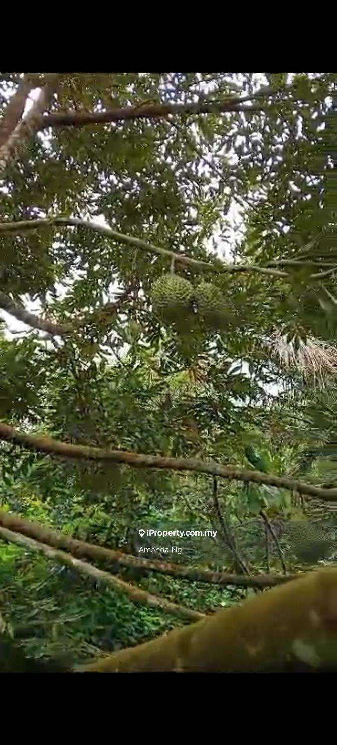 Agricultural Land for Sale in Kuala Lipis mukim penjom, Kuala Lipis by Amanda Ng - iProperty.com.my