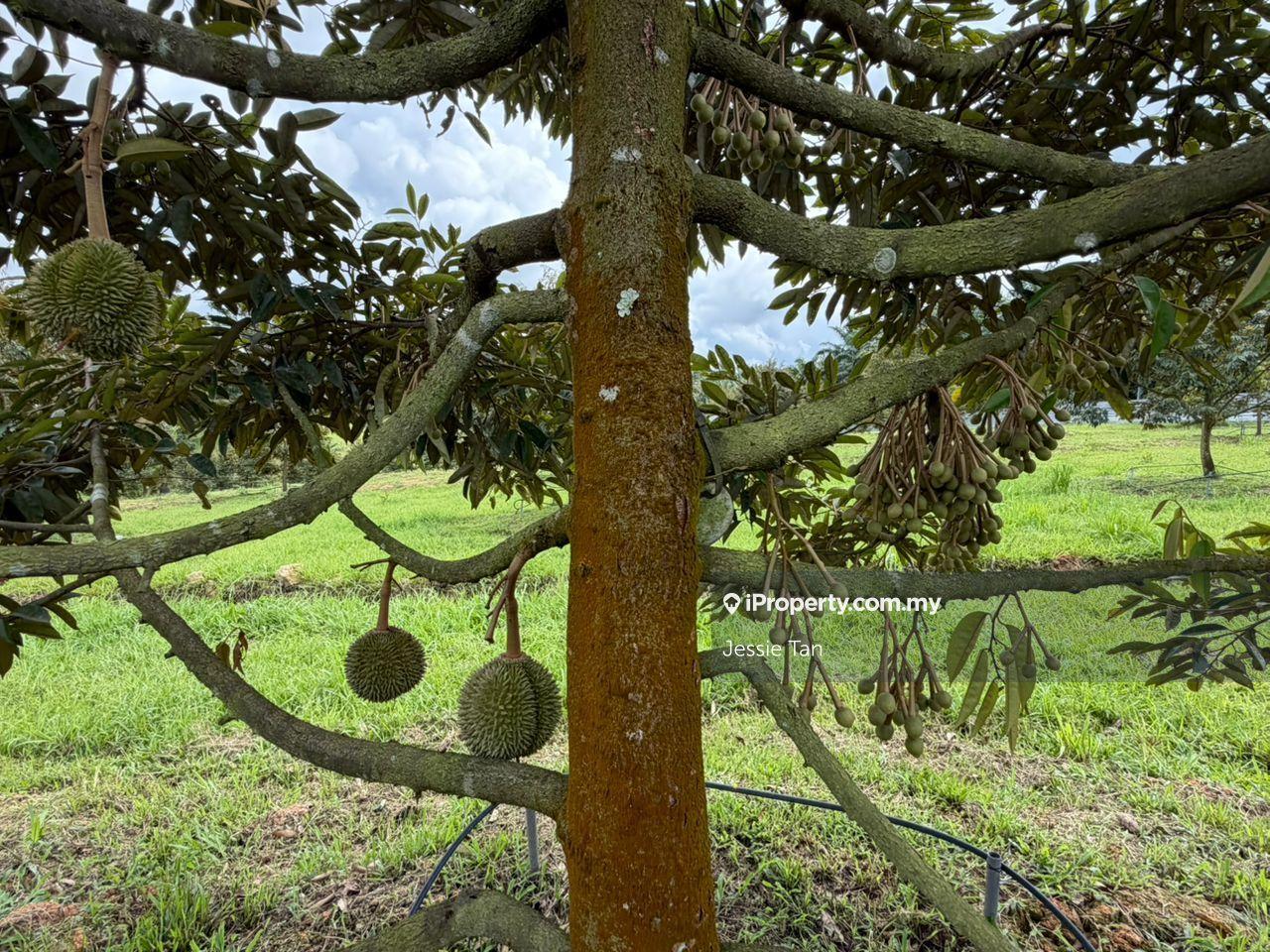 Agricultural Land for Sale in Kampung Baru Ban Foo, Ulu Tiram by Jessie Tan - iProperty.com.my