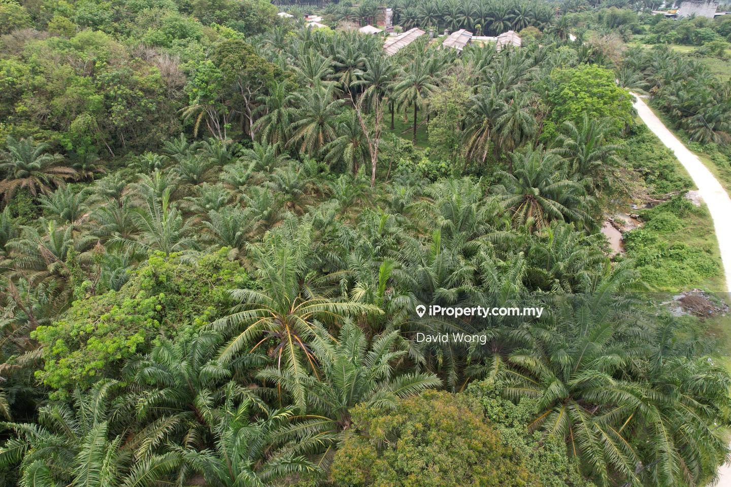 Agricultural Land for Sale in Rancangan Kampung Tersusun Batu 14, Terung by David Wong - iProperty.com.my
