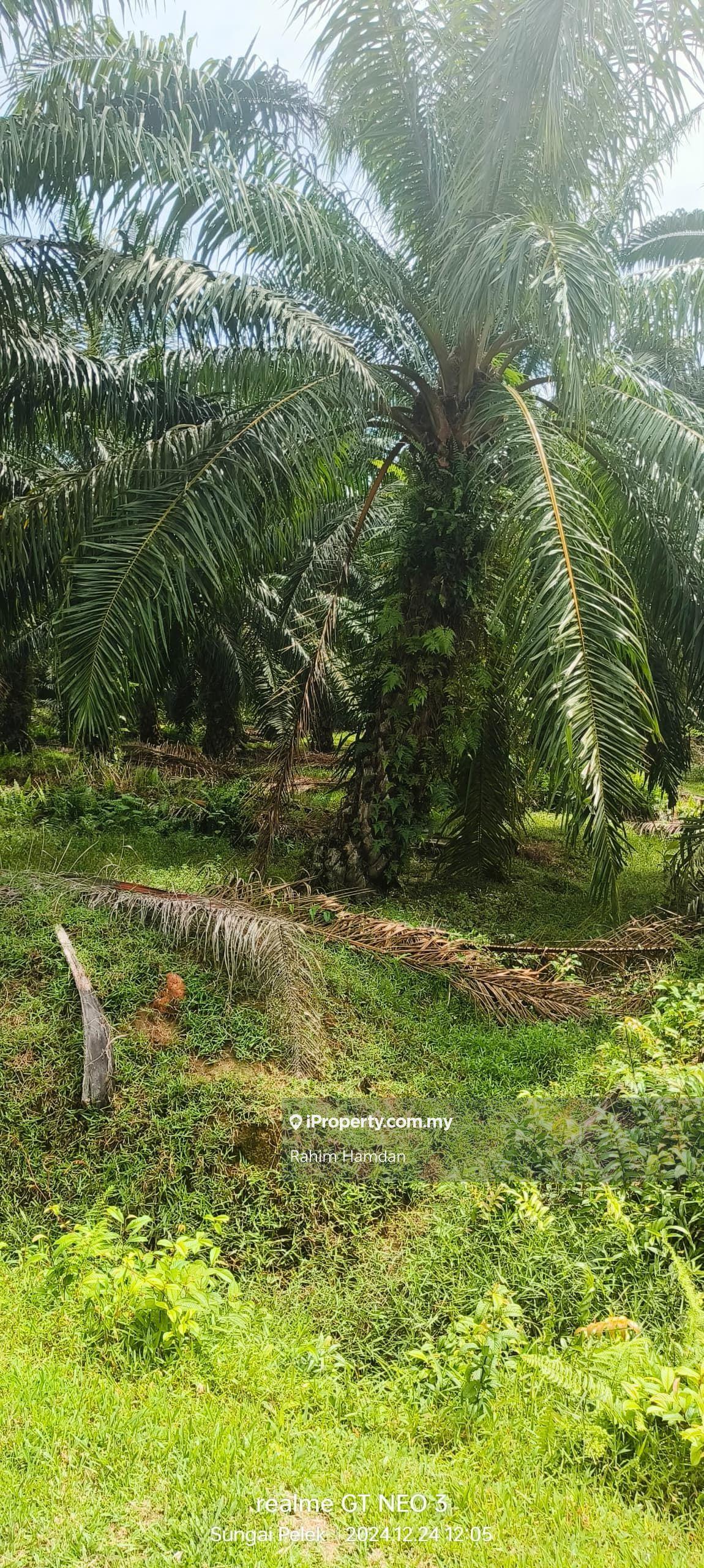 Agricultural Land for Sale in Jalan Utama Batu 2, Sungai Pelek, Sepang, Sungai Pelek by Rahim Hamdan - iProperty.com.my