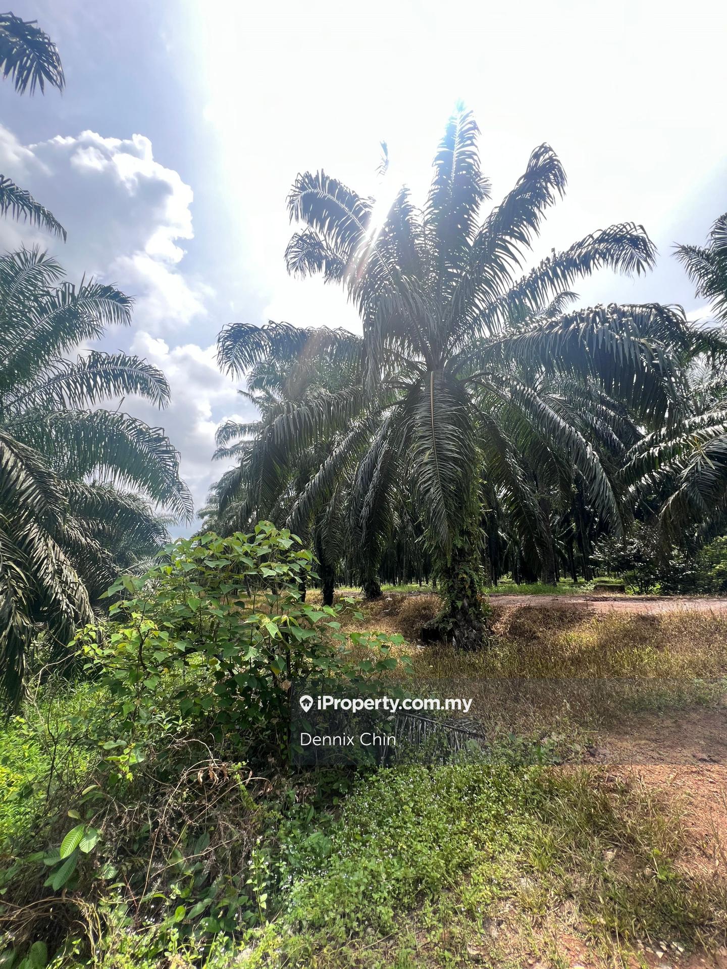 Agricultural Land for Sale in Jeram, Kuala Selangor by Dennix Chin - iProperty.com.my