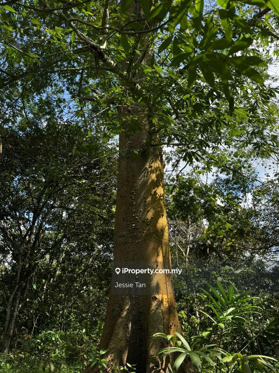 Tanah Pertanian untuk Dijual di Kota Tinggi, Johor oleh Jessie Tan - iProperty.com.my