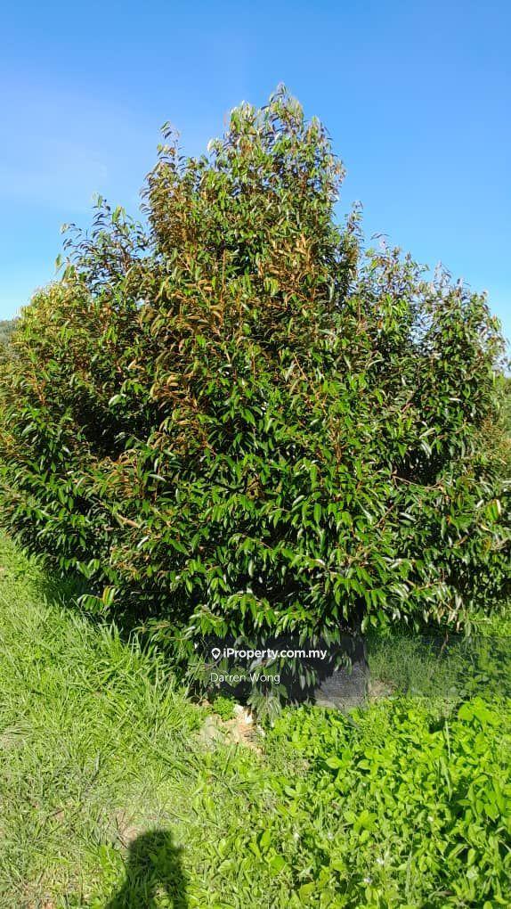 Tanah Pertanian untuk Dijual di Kampung Semerbok, Semerbok oleh Darren Wong - iProperty.com.my