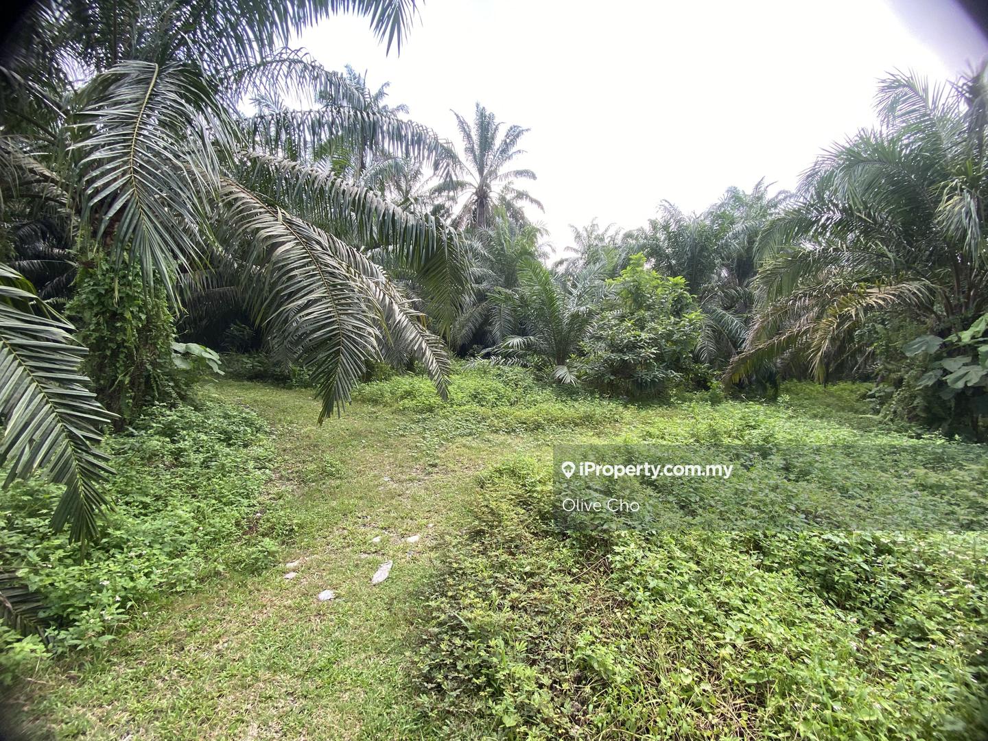 Agricultural Land for Sale in Kapar, Klang by Olive Cho - iProperty.com.my