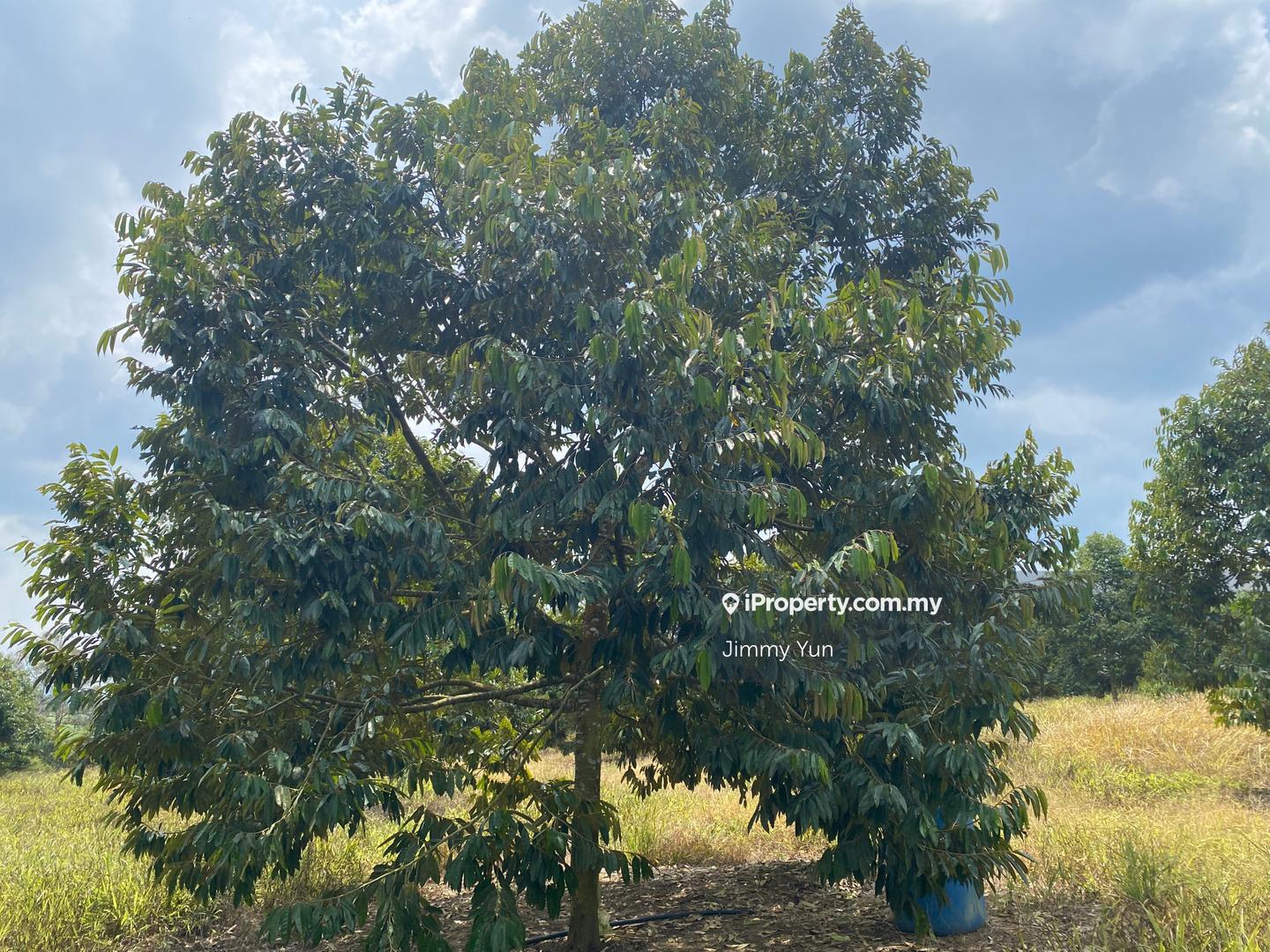 Tanah Pertanian untuk Dijual di Durian Farm For Sale, Titi , Negeri Sembilan, Titi oleh Jimmy Yun - iProperty.com.my