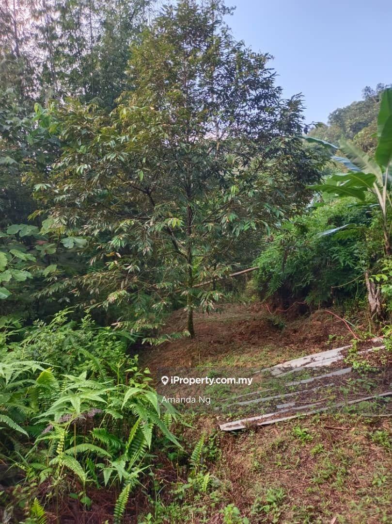 Agricultural Land for Sale in Kuala Lipis mukim penjom, Kuala Lipis by Amanda Ng - iProperty.com.my