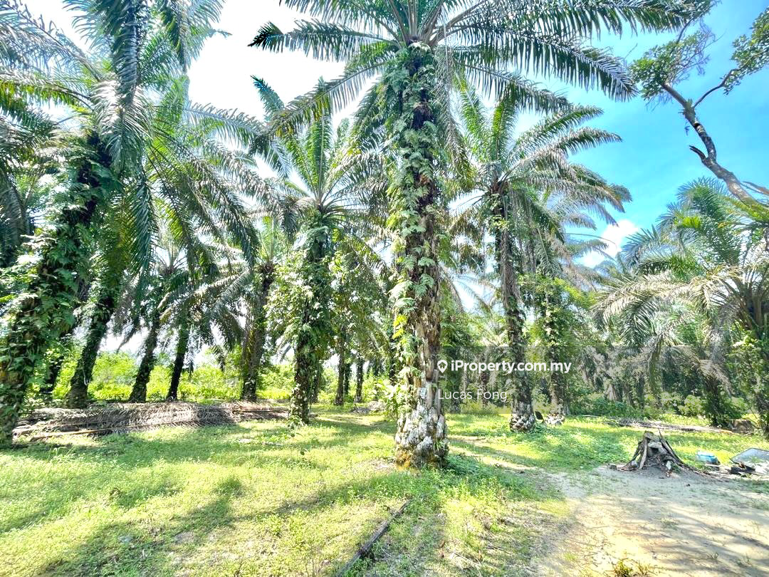 Tanah Pertanian untuk Disewa di Tapah Main Road Frontage Land, Tapah oleh Lucas Fong - iProperty.com.my