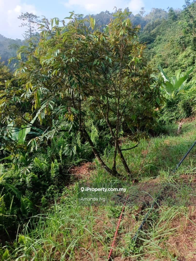 Agricultural Land for Sale in Kuala Lipis mukim penjom, Kuala Lipis by Amanda Ng - iProperty.com.my