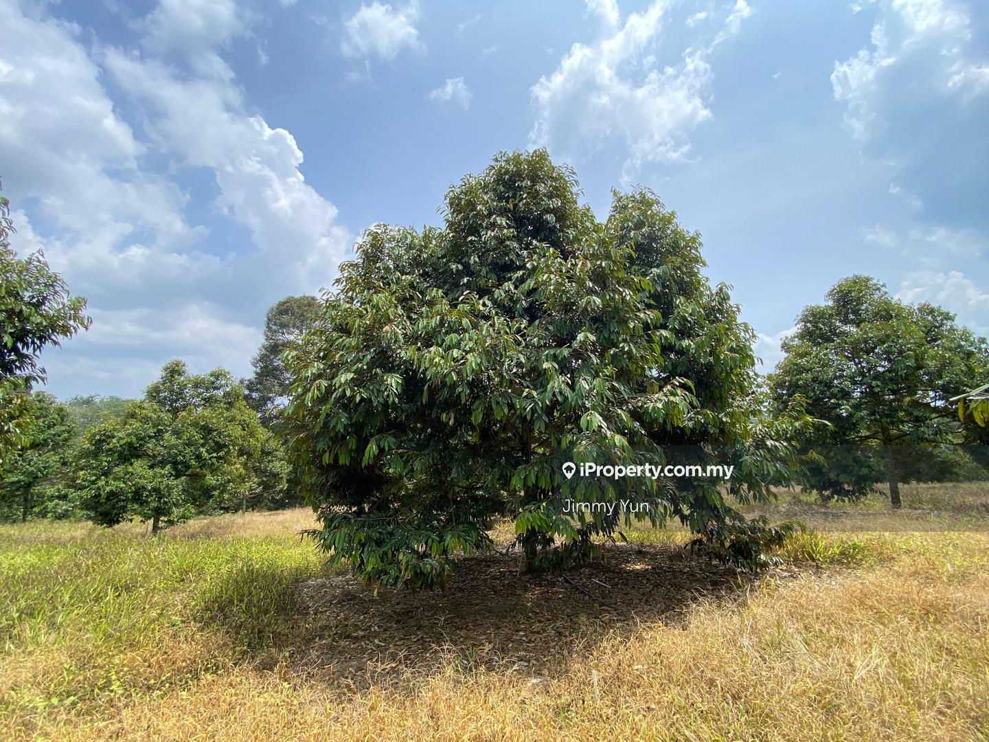 Agricultural Land for Sale in Durian farm for sale Titi , Negeri Sembilan, Titi by Jimmy Yun - iProperty.com.my