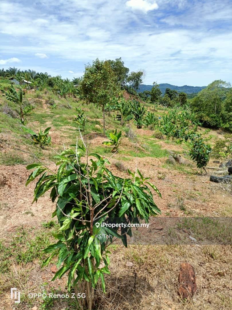 Agricultural Land for Sale in Kampung Kendong Lama, Gadong by KS Toh - iProperty.com.my