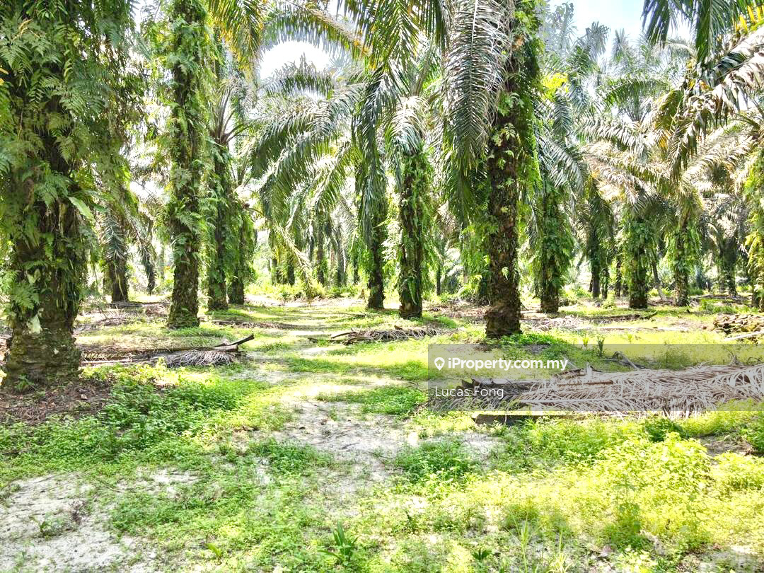 Tanah Pertanian untuk Disewa di Tapah Main Road Frontage Land, Tapah oleh Lucas Fong - iProperty.com.my