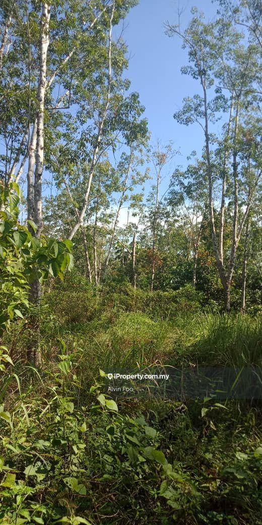 Tanah Pertanian untuk Dijual di Agriculture Land In Kuala Krai, Kuala Krai oleh Alvin Foo - iProperty.com.my