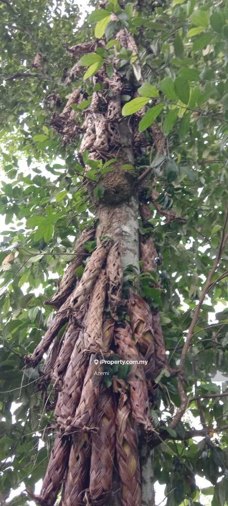 Tanah Pertanian untuk Dijual di Ulu Melaka, Langkawi, Ulu Melaka oleh Azemi - iProperty.com.my