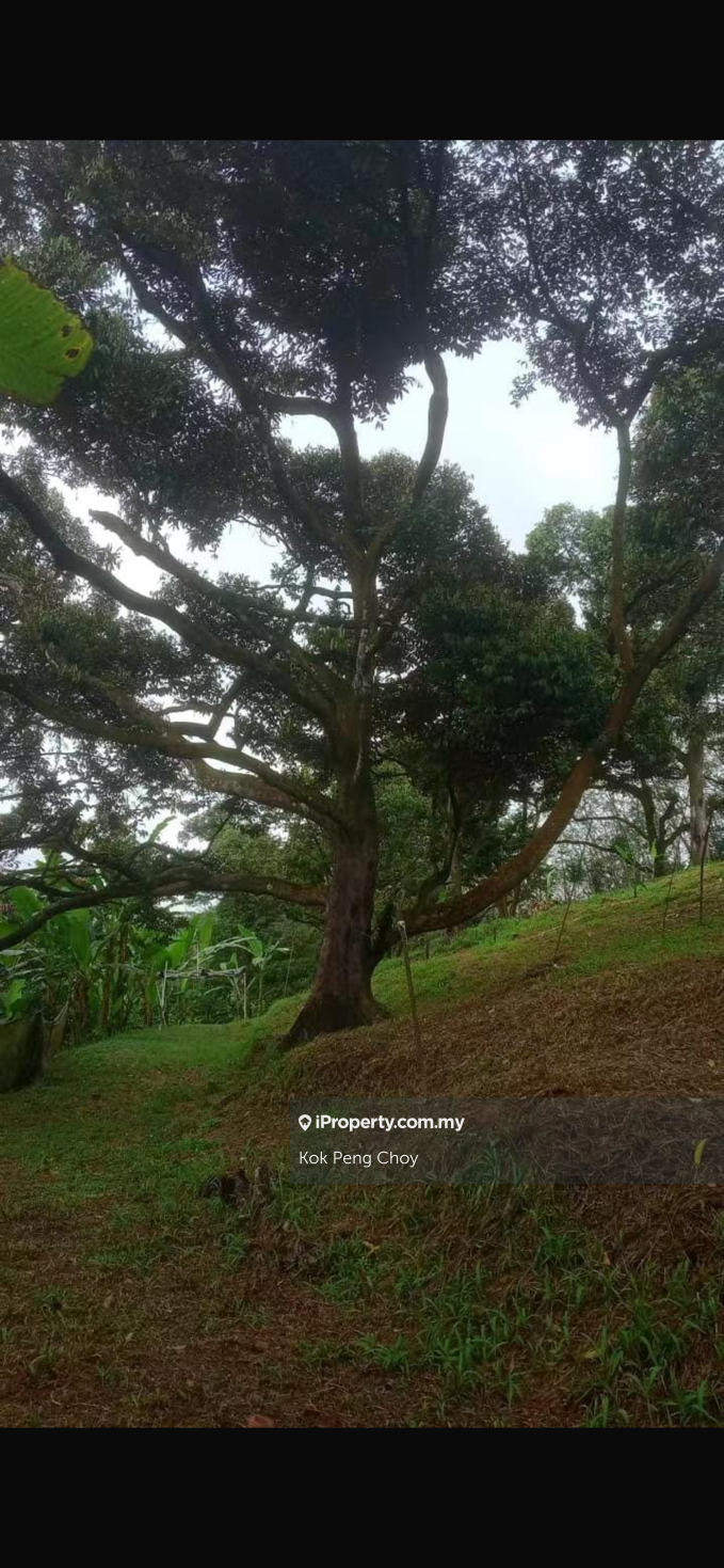 Agricultural Land for Sale in Sungkai, Perak by Kok Peng Choy - iProperty.com.my