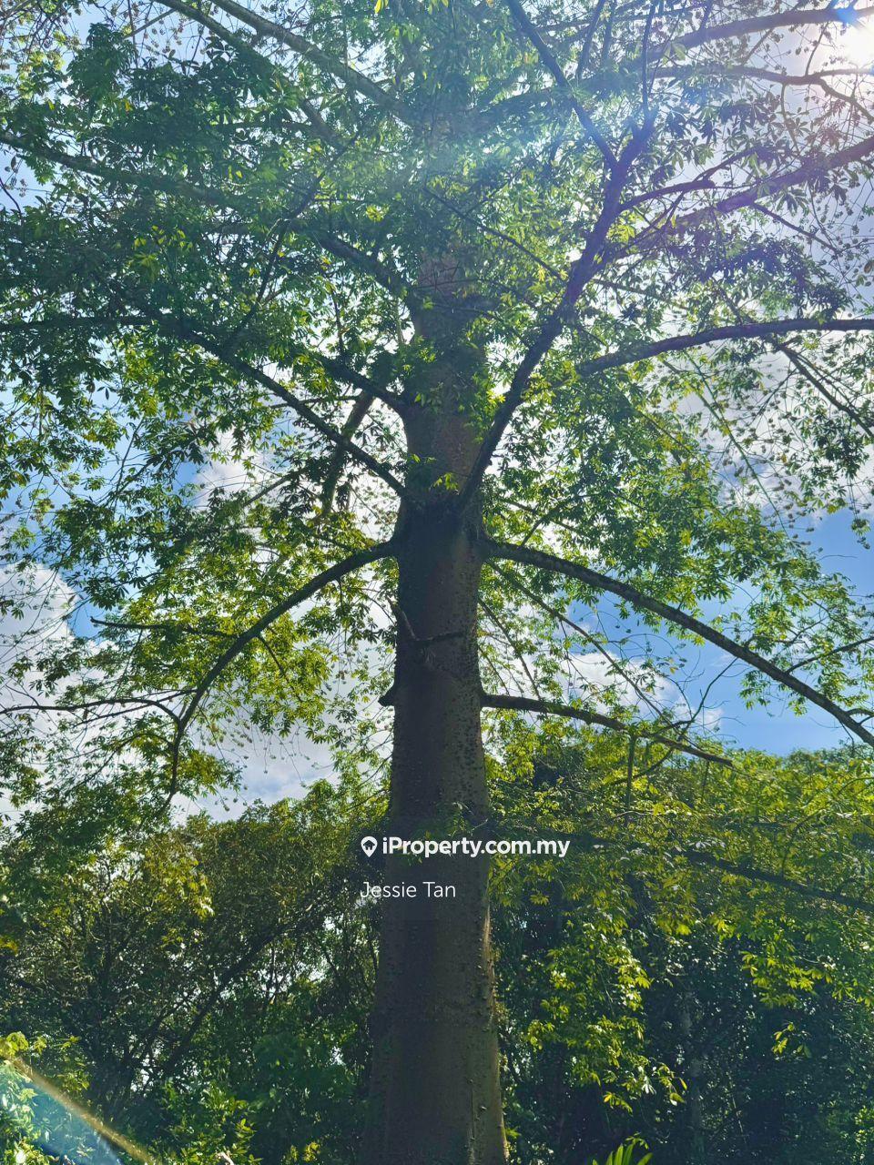 Tanah Pertanian untuk Dijual di Kota Tinggi, Johor oleh Jessie Tan - iProperty.com.my