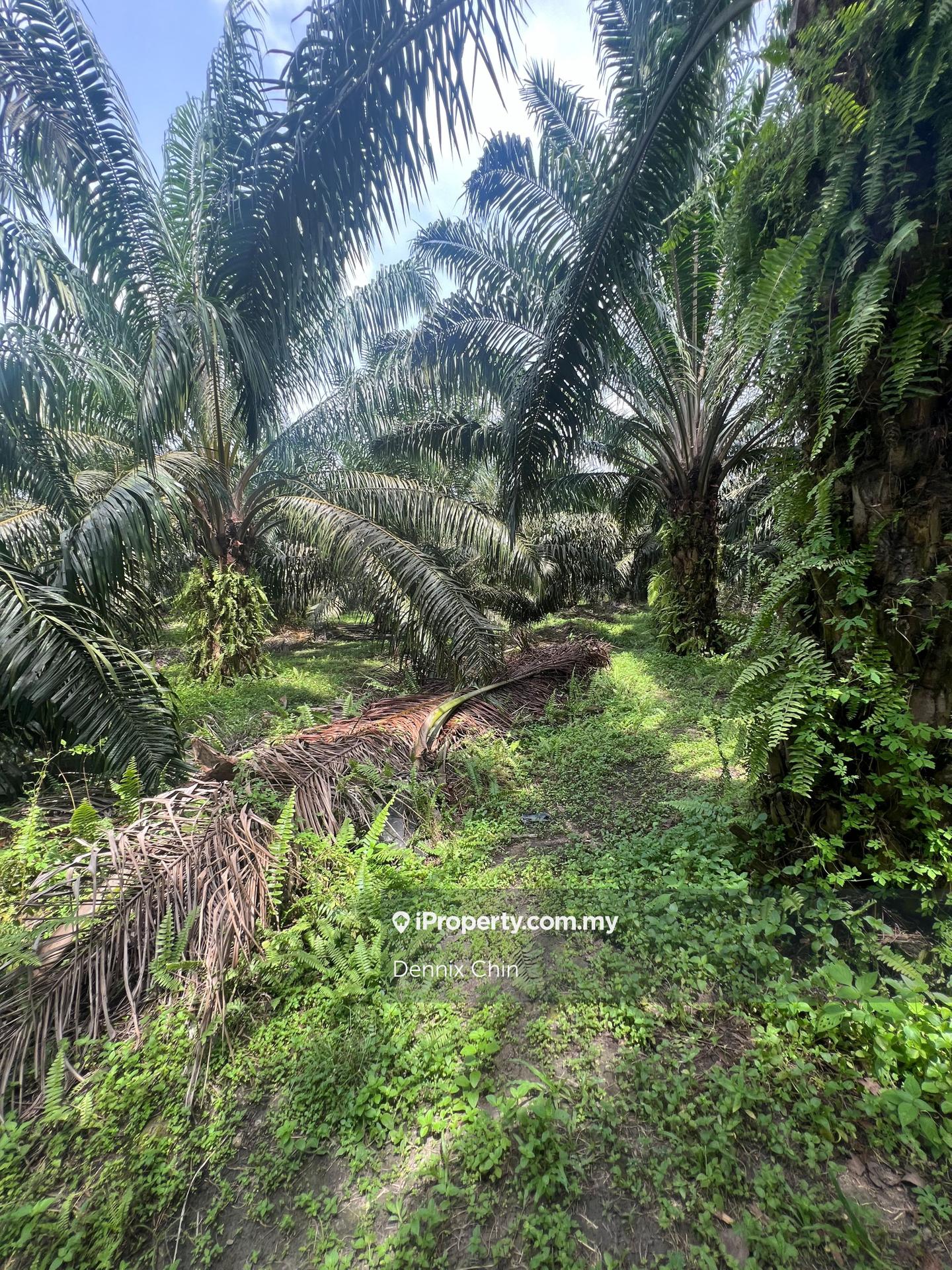 Agricultural Land for Sale in Jeram, Kuala Selangor by Dennix Chin - iProperty.com.my
