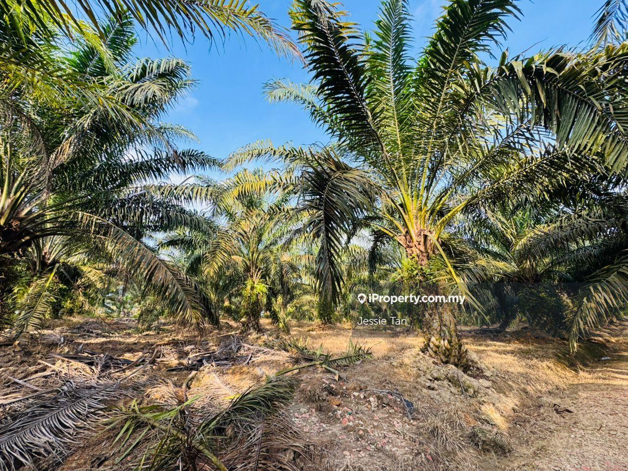 Tanah Pertanian untuk Dijual di Kukup, Johor oleh Jessie Tan - iProperty.com.my