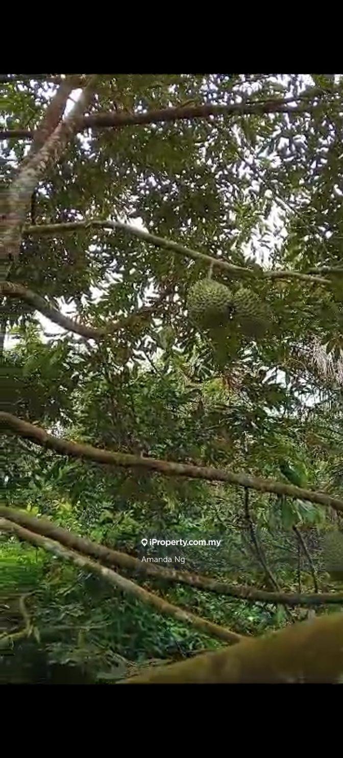 Agricultural Land for Sale in Kuala Lipis mukim penjom, Kuala Lipis by Amanda Ng - iProperty.com.my