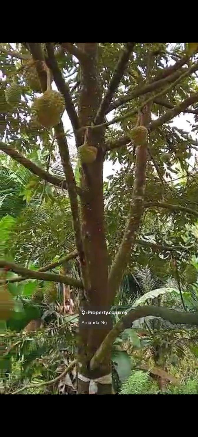 Agricultural Land for Sale in Kuala Lipis mukim penjom, Kuala Lipis by Amanda Ng - iProperty.com.my